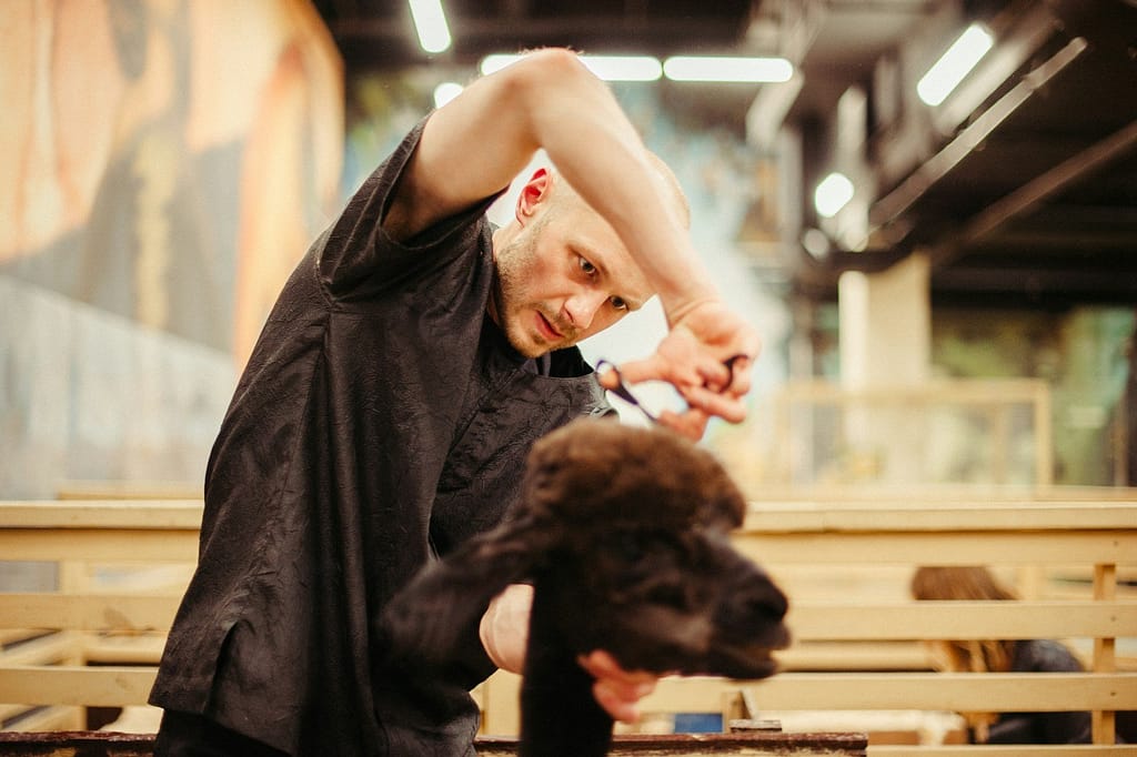 man cutting hair of goat, pet grooming