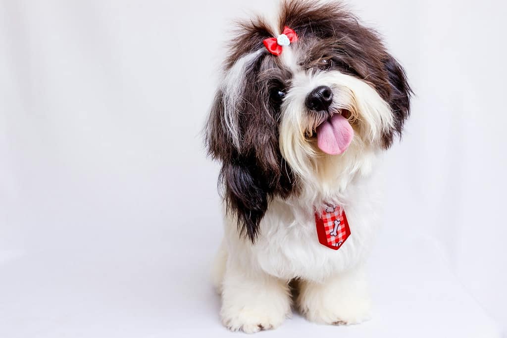 a brown and white dog with a red bow on it's head, pet grooming