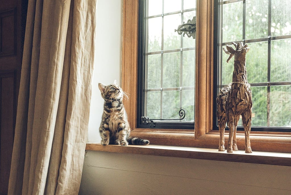 gray tabby cat near window, Cat Litter Box