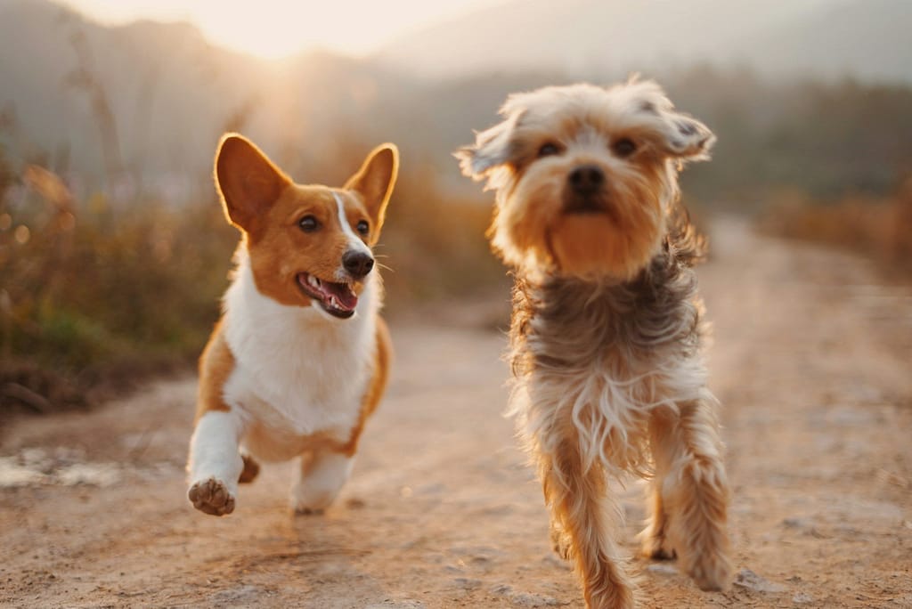 two brown and white dogs running dirt road during daytime, pet grooming