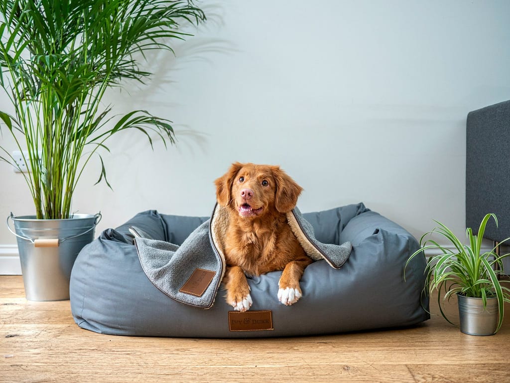 brown short coated dog on gray couch, pet bed