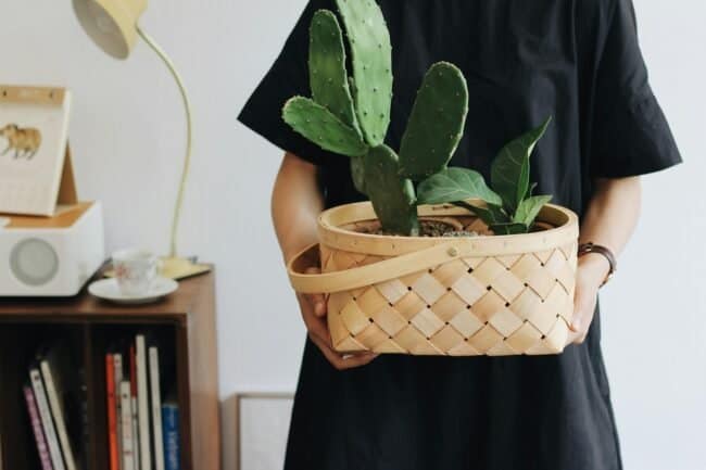 person holding Opuntia plant in basket. living room.