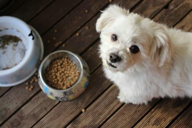 Pet Food: Best Options for Your Beloved Pets