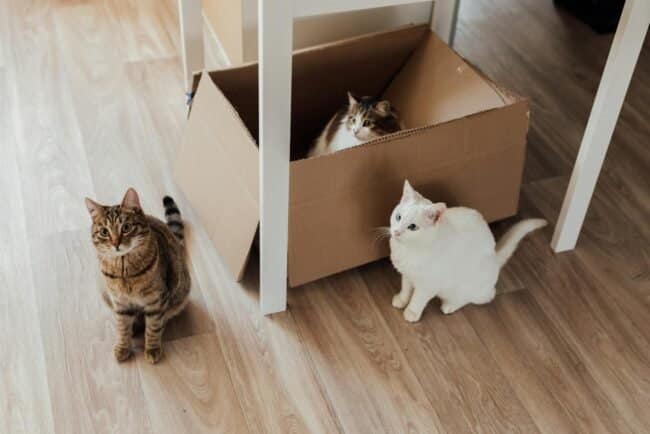 Three adorable cats lounging with a cardboard box indoors.