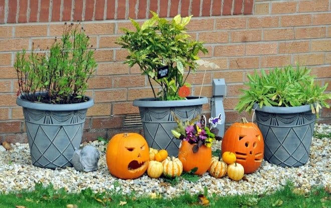 pumpkin and pumpkin on gray concrete pot. eco-friendly halloween decorations